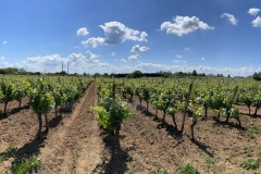 PANORAMA-VIGNES