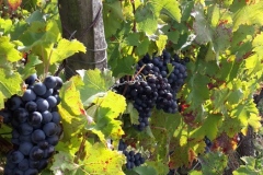 vendanges-2015-248