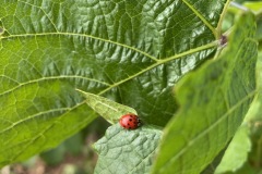 COCCINELLE